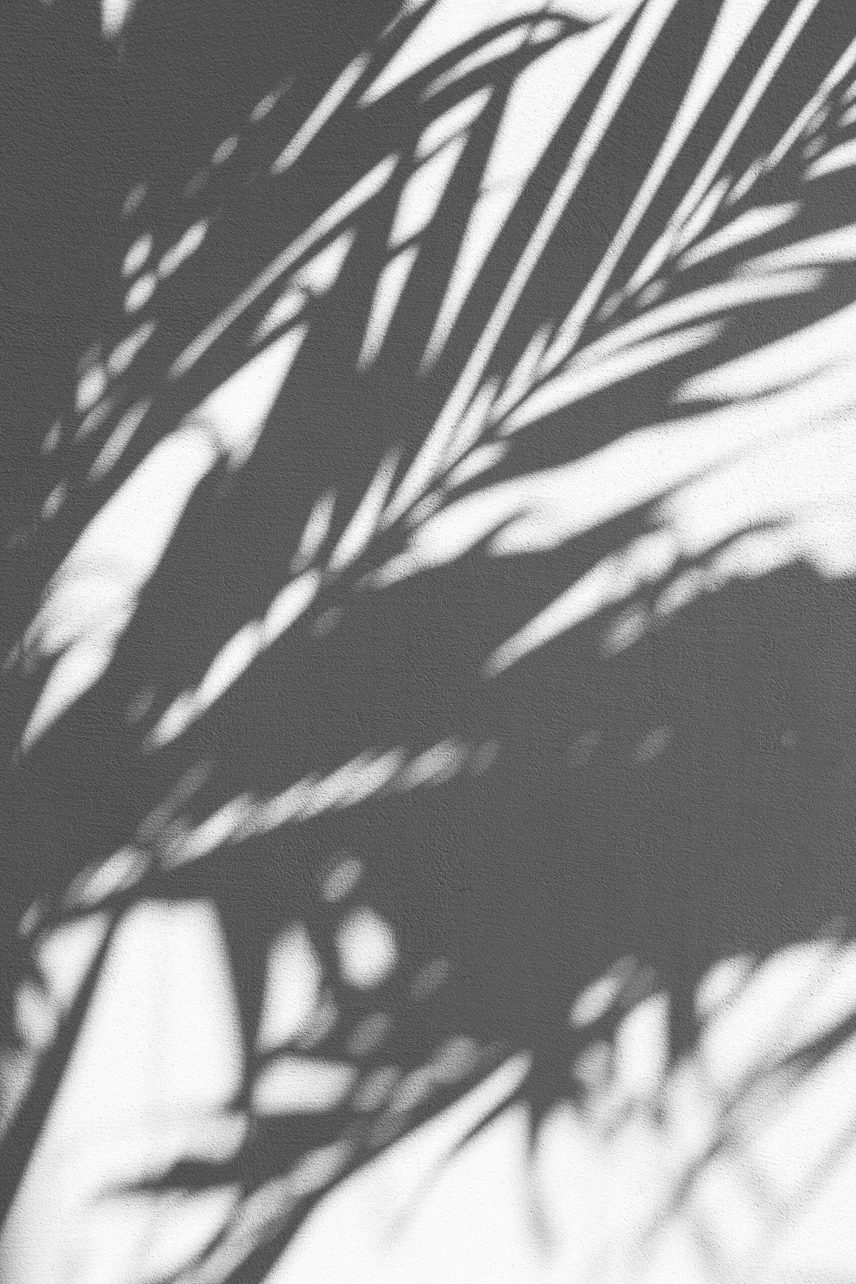 palm frond shadows on a white wall