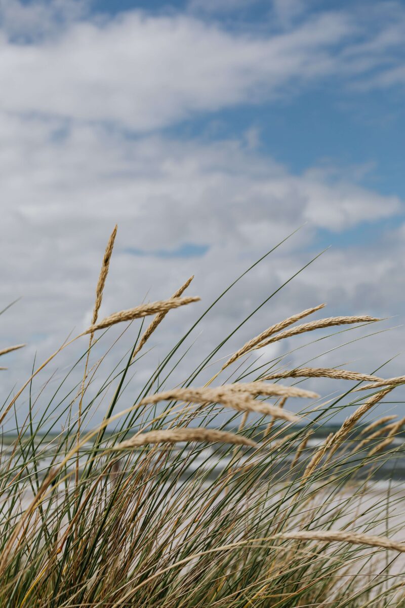 grass on the beach